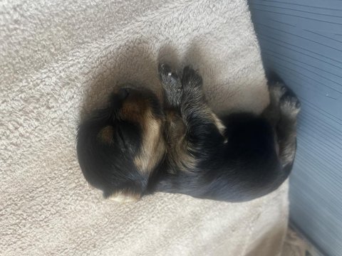 Yorkshire terrier bal bebekler rezerveye açıldı