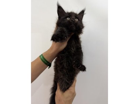 Xxxl siyah erkek maine coon