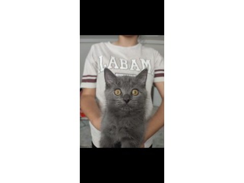 British shorthair kızımıza yuva arıyoruz
