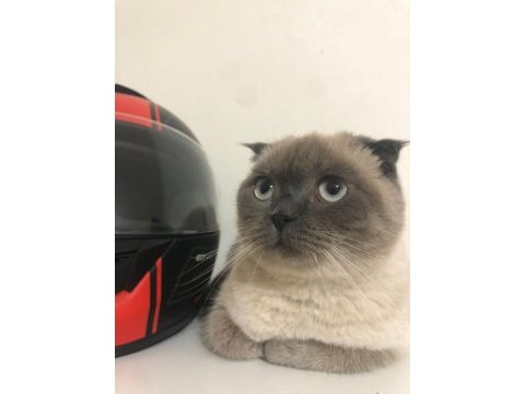 Scottish fold bluepoint