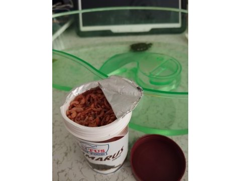 Bebek su kaplumbağası