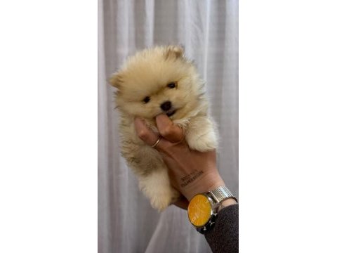Pomeranian boo
