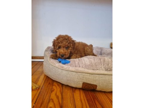 Toy poodle yavru