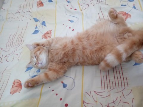 British shorthair 5 aylık
