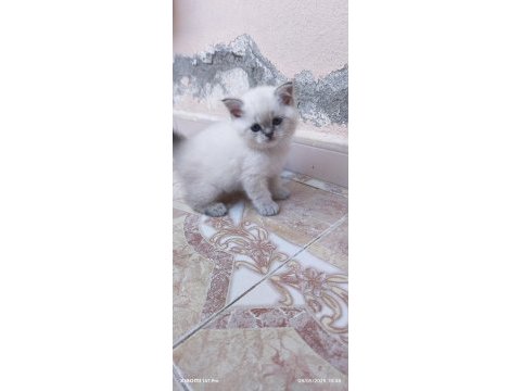 Güzeller güzeli scottish fold yavrularımız