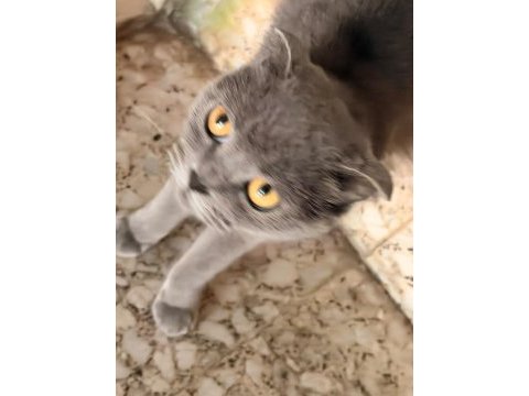 Scottish fold acil yuva aranıyor