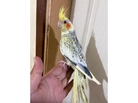 59 günlük bebek sultan papağanı