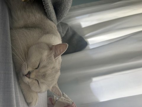 British shorthair silver kedimiz