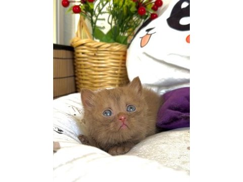 Cinnamon british shorthair
