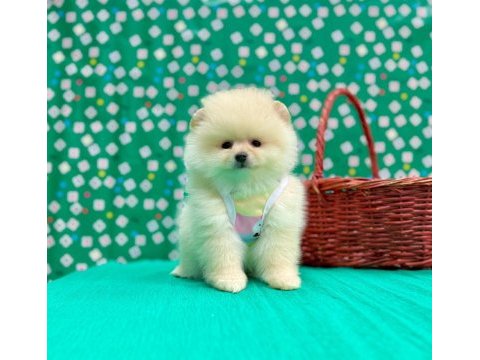 Safkan pomeranian boo yavrularımız