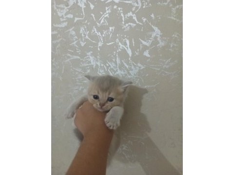 British shorthair kedileri