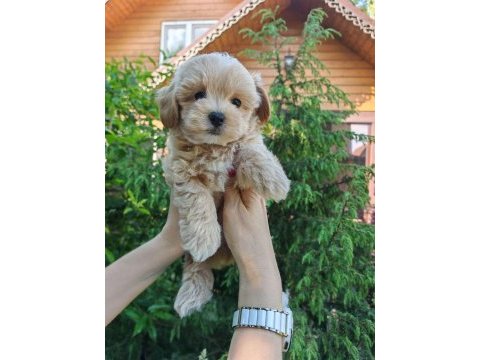 Kore kg garantili maltipoo bebekler