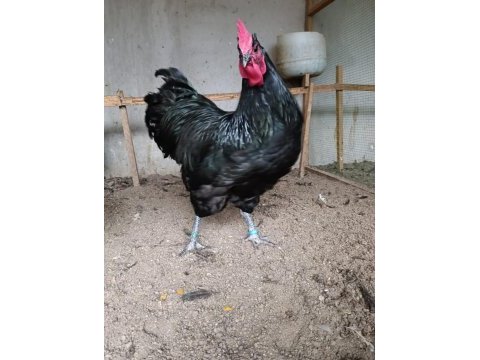 Black australop kuluçkalık yumurta & civciv