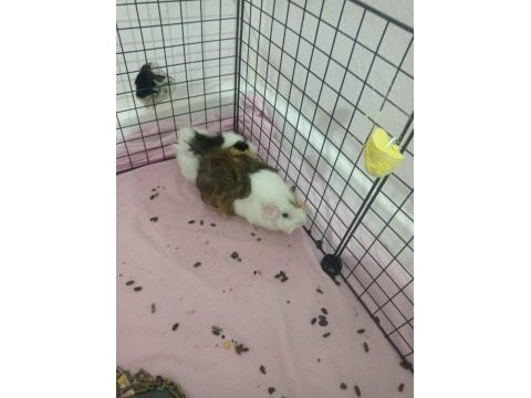 3 yavru (3 aylık) ve 1 hamile ginepig (8 aylık) + kafes