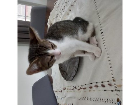 2.5 aylık yavru kedimiz
