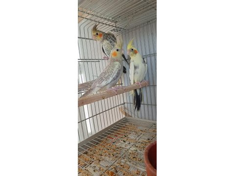 Cam gibi ev üretimi sultan papağanı yavrular