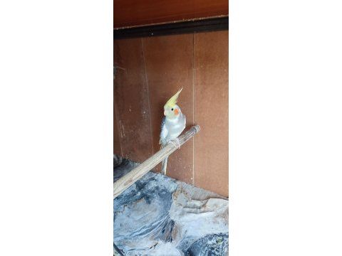 Eş ve takım sultan papağanı