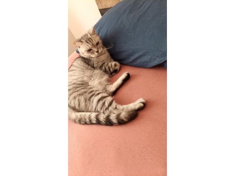 Balkız sultan papağanı ücretsiz sahiplendirme