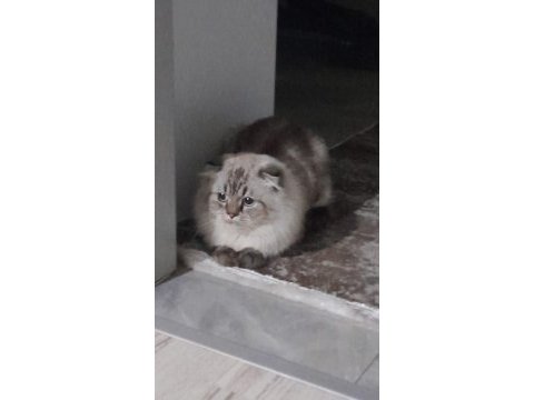 1,5 yasında scottish fold kedimiz