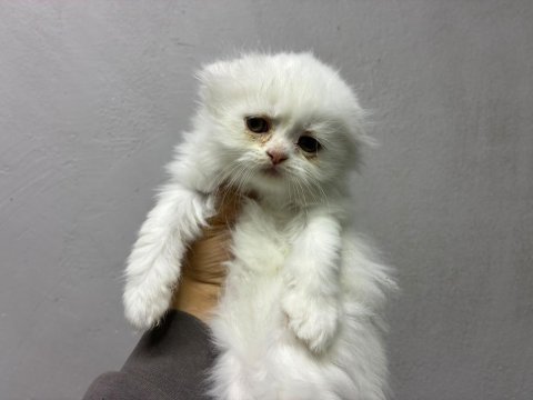 Irk ve sağlık garantili scottish fold
