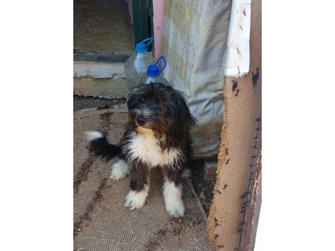 Ücretsiz dişi yavru terrier kırması