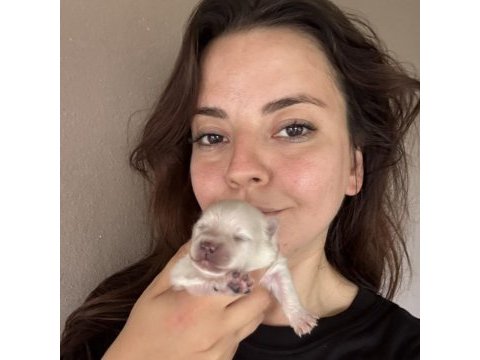 Pomeranian boo yavrular yeni ailesini bekliyor