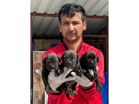 Cane corso yavrular