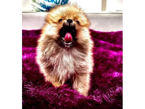 Irk garantılı tea cup pomeranian