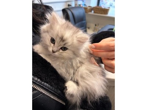 British shorthair beyaz erkek