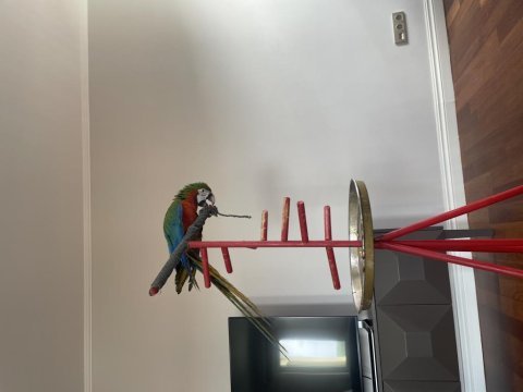 Hybrid macaw 5 aylık el besleme