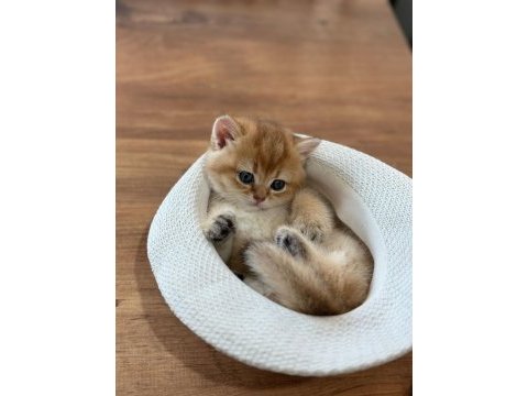 British golden erkek yavru anne babası şecereli