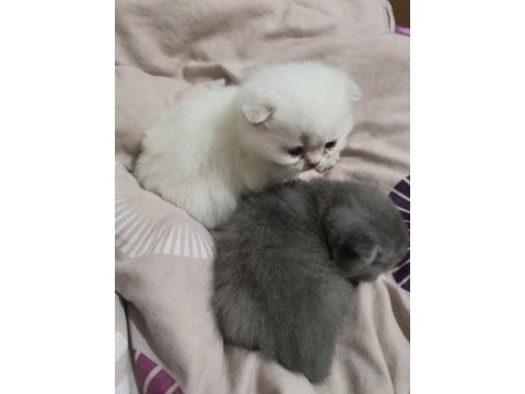 British shorthair iki tane 21 günlük