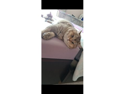 İki şahane golden shaded british shorthair