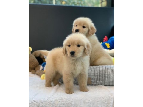 Golden retriever yavruları