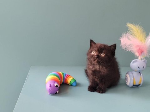 Veteriner gözetiminde harika british shorthair bebekler