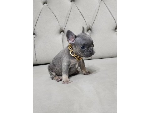 Lilac tan french bulldog dişi yavru micro boy exotic