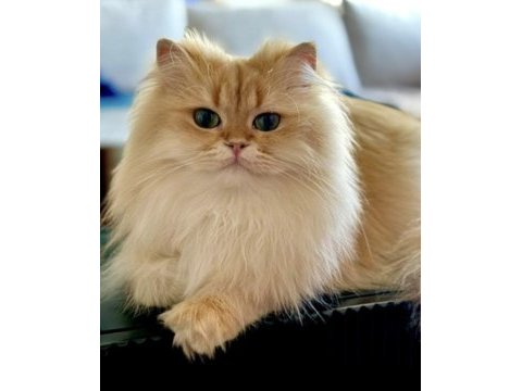 Şecereli british longhair golden by11 yetişkin erkek
