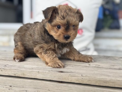 Petmode köpek çiftliğende ziyarete açık morkie