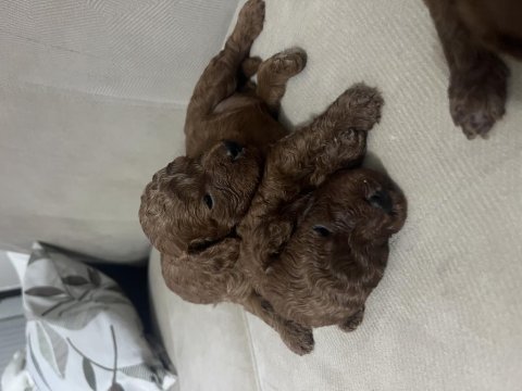 20 günlük poodle yavrular