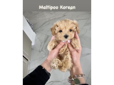 Kore maltipoo