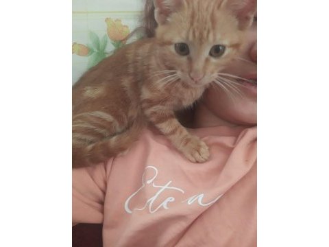 Ayaş çevresi kedi sahiplenmek isteyenler ulaşabilir