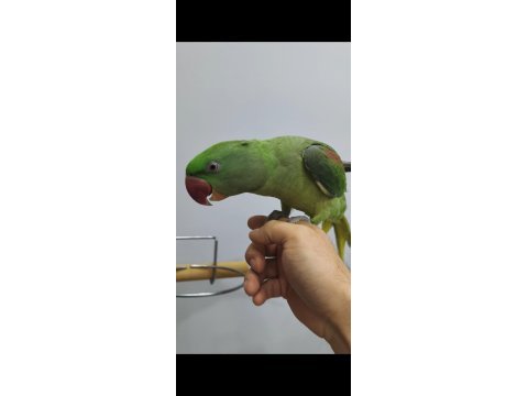 1.5 yaşında dişi jumbo boy full evcil alexander