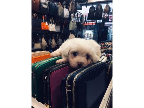 Maltese terrier yavru 2 adet dişi