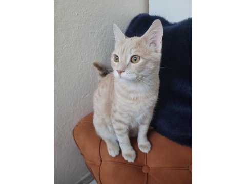 Tekir kedi ilanı