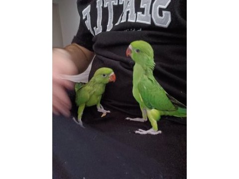 El besleme bebek pakistan papağanı