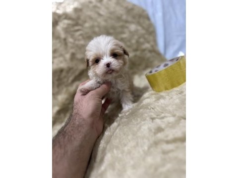 Orijinal maltipoo yavruları