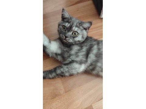 4 aylık british shorthair