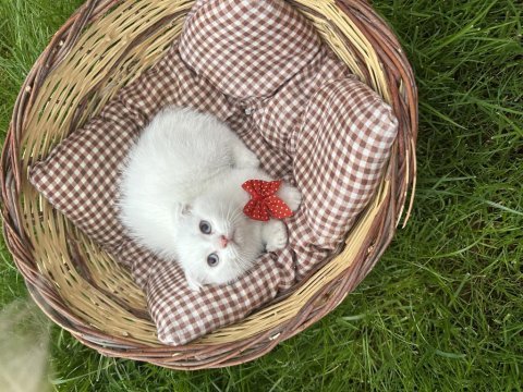 2 aylık scottish fold kuru mama ve tuvalet eğitimi vardır