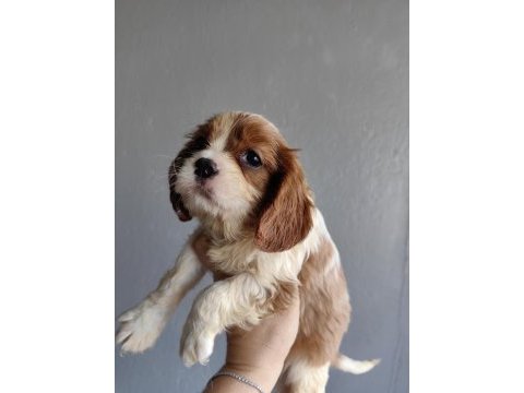Ev ortamından sağlık ırk garantili cavalier king charles