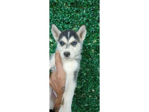 Anne altından safkan husky yavruları